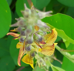 Crotalaria pallida