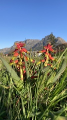 Lachenalia quadricolor