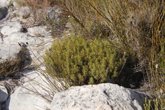 Cyclopia genistoides