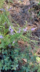 Hedeoma hyssopifolia