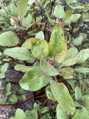 Arbutus