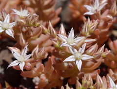 Sedum pallidum