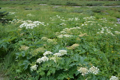 Heracleum