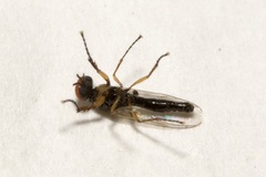 Dilophus bispinosus