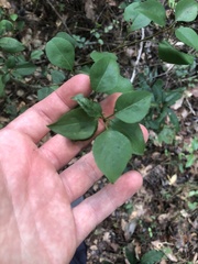 Viburnaceae