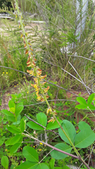 Crotalaria pallida