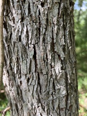 Juglans nigra