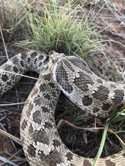 Heterodon nasicus