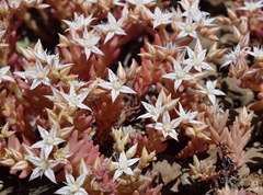 Sedum pallidum