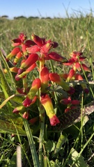 Lachenalia quadricolor