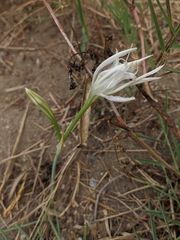 Pancratium maritimum