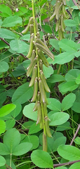 Crotalaria pallida