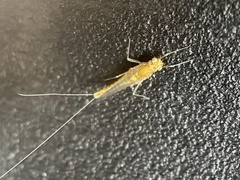 Ephemerella