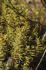 Cyclopia genistoides