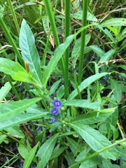 Hydrolea quadrivalvis