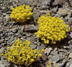 Sedum acre