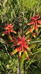 Lachenalia quadricolor