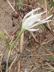 Pancratium maritimum