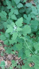 Chenopodium ucrainicum