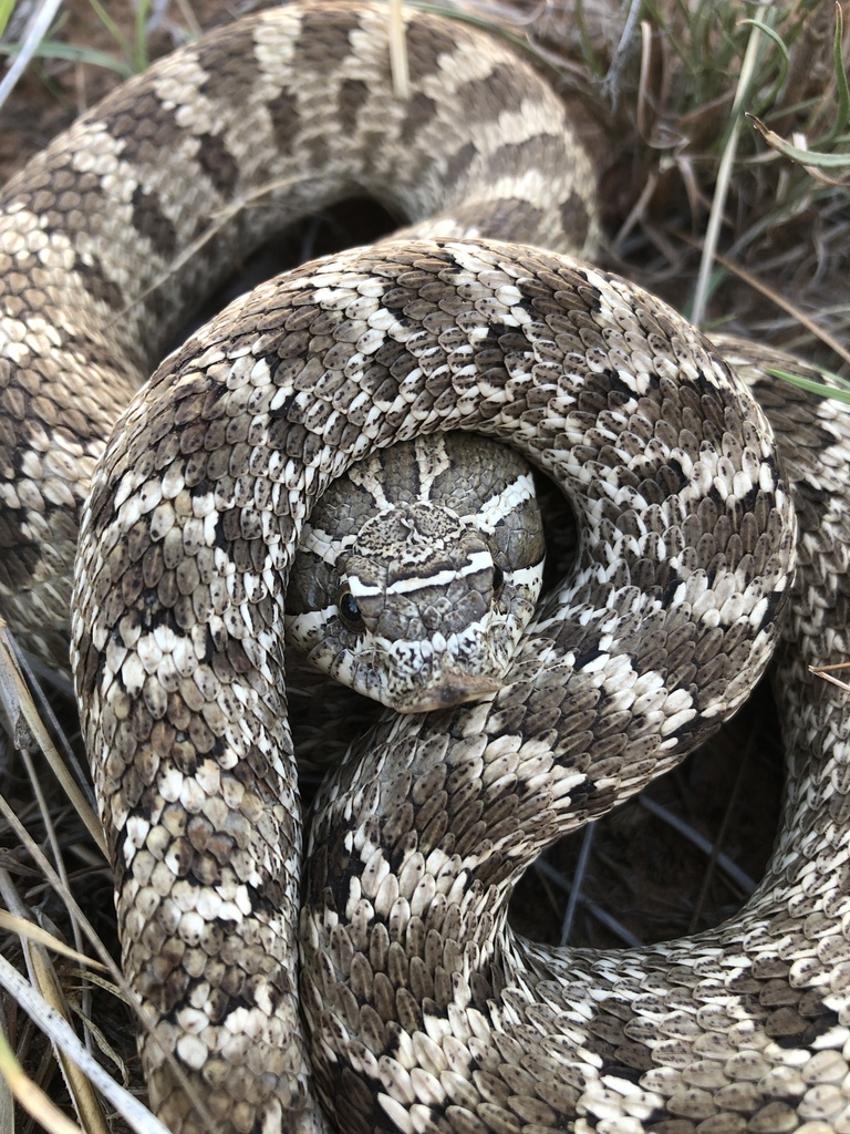 Plains Hognose Snake from Gaines County, US-TX, US on August 27, 2022 ...