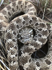 Heterodon nasicus