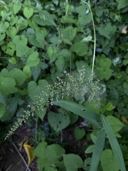 Paniceae