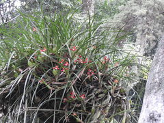 Maxillaria tenuifolia