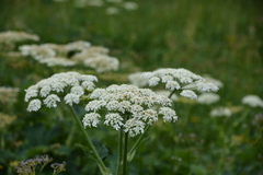 Heracleum