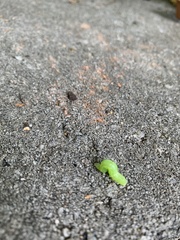 Trichoplusia ni