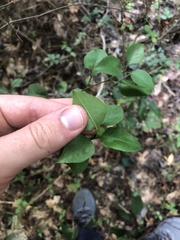 Viburnaceae