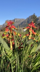 Lachenalia quadricolor