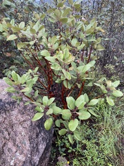Arbutus
