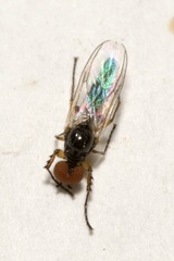 Dilophus bispinosus