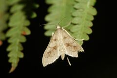 Mecyna asinalis