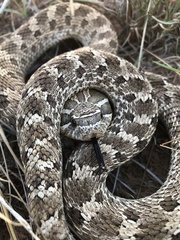 Heterodon nasicus