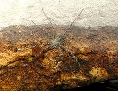 Trechalea bucculenta