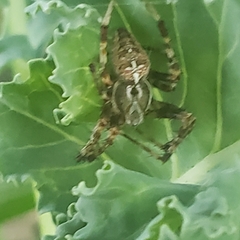 Araneus diadematus