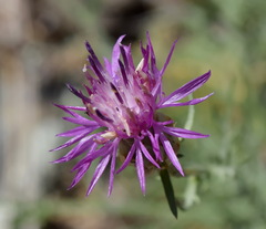 Centaurea sterilis