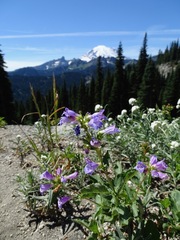 Penstemon serrulatus