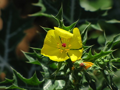 Argemone mexicana