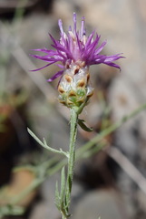 Centaurea sterilis