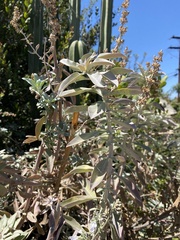 Salvia apiana
