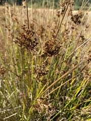 Juncus effusus