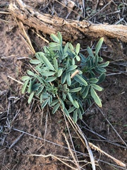 Dalea cylindriceps