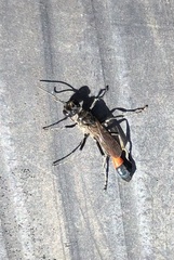 Ammophila sabulosa