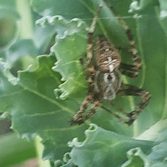 Araneus diadematus