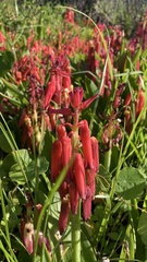 Lachenalia bulbifera