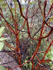 Arbutus