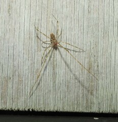Cryptachaea gigantipes