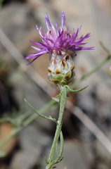 Centaurea sterilis
